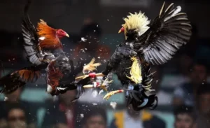 Chinh Phục Đá Gà Sabong TT128 Trực Tiếp Từ Trường Gà Quốc Tế